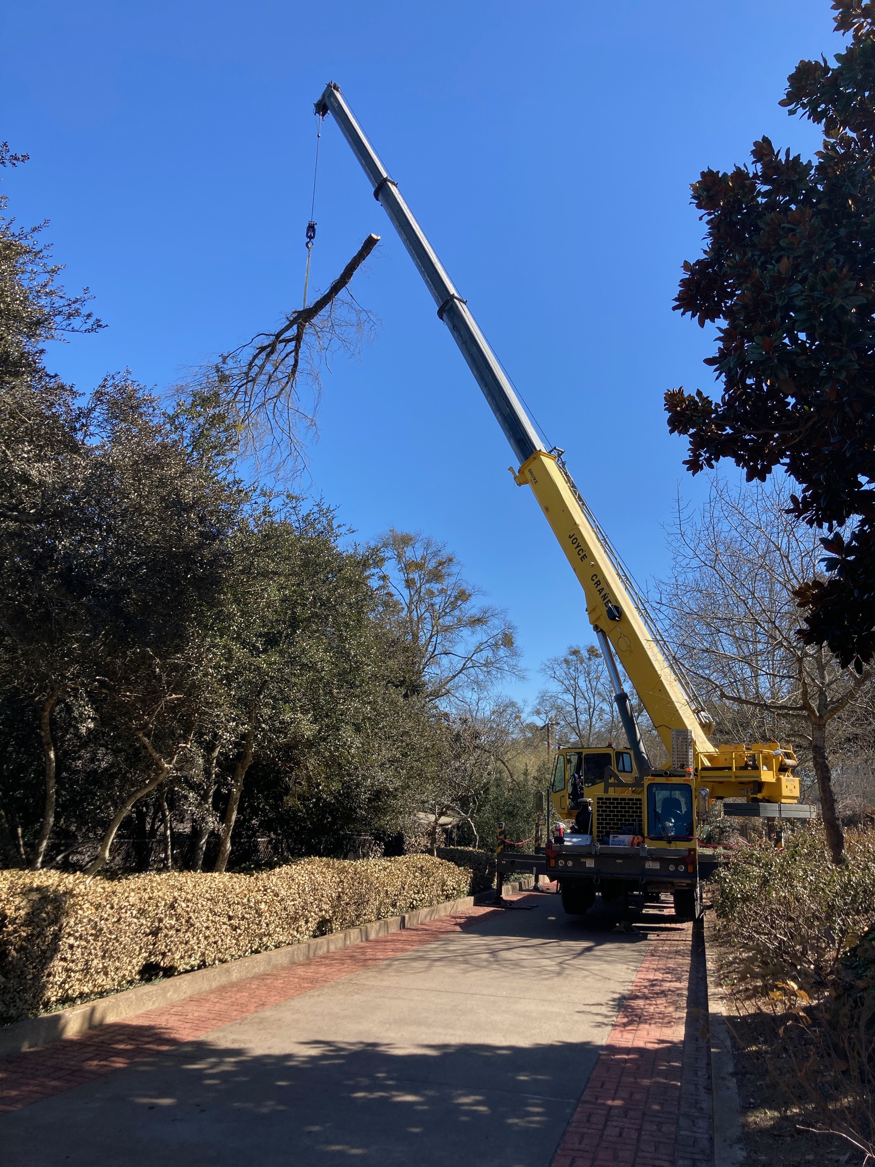 Crane removing large tree